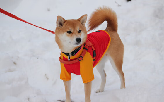 _绿能极限赛车:绿色动力的速度狂飙_,绿能电动车车型大全