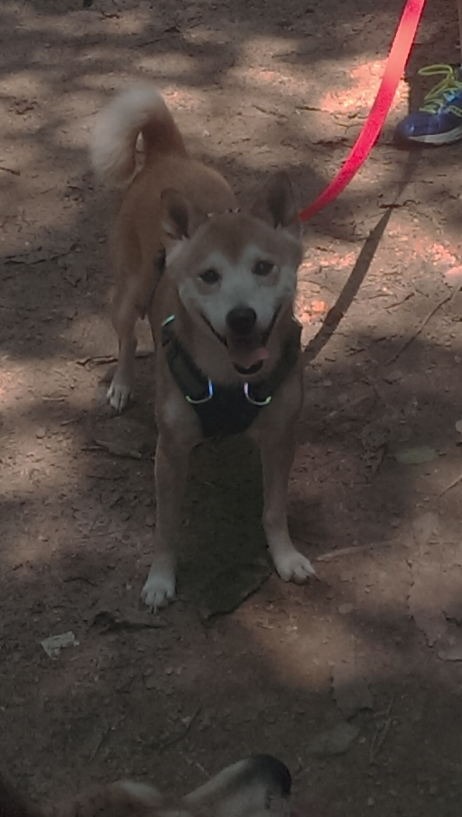 “一带一路”足球合作：开启不同国家的足球新时代